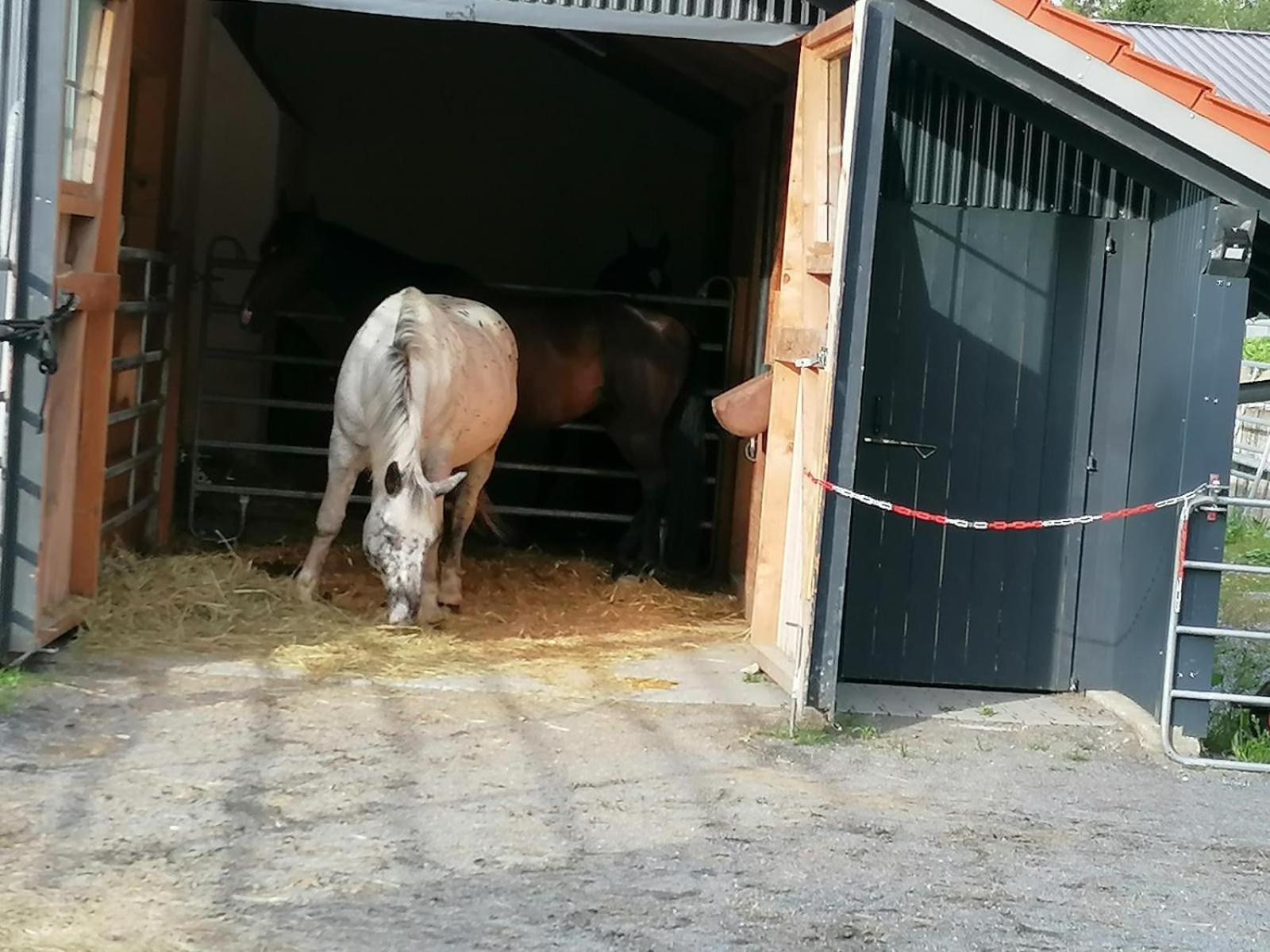 Wild Life Ranch Vila Schöfweg Exterior foto