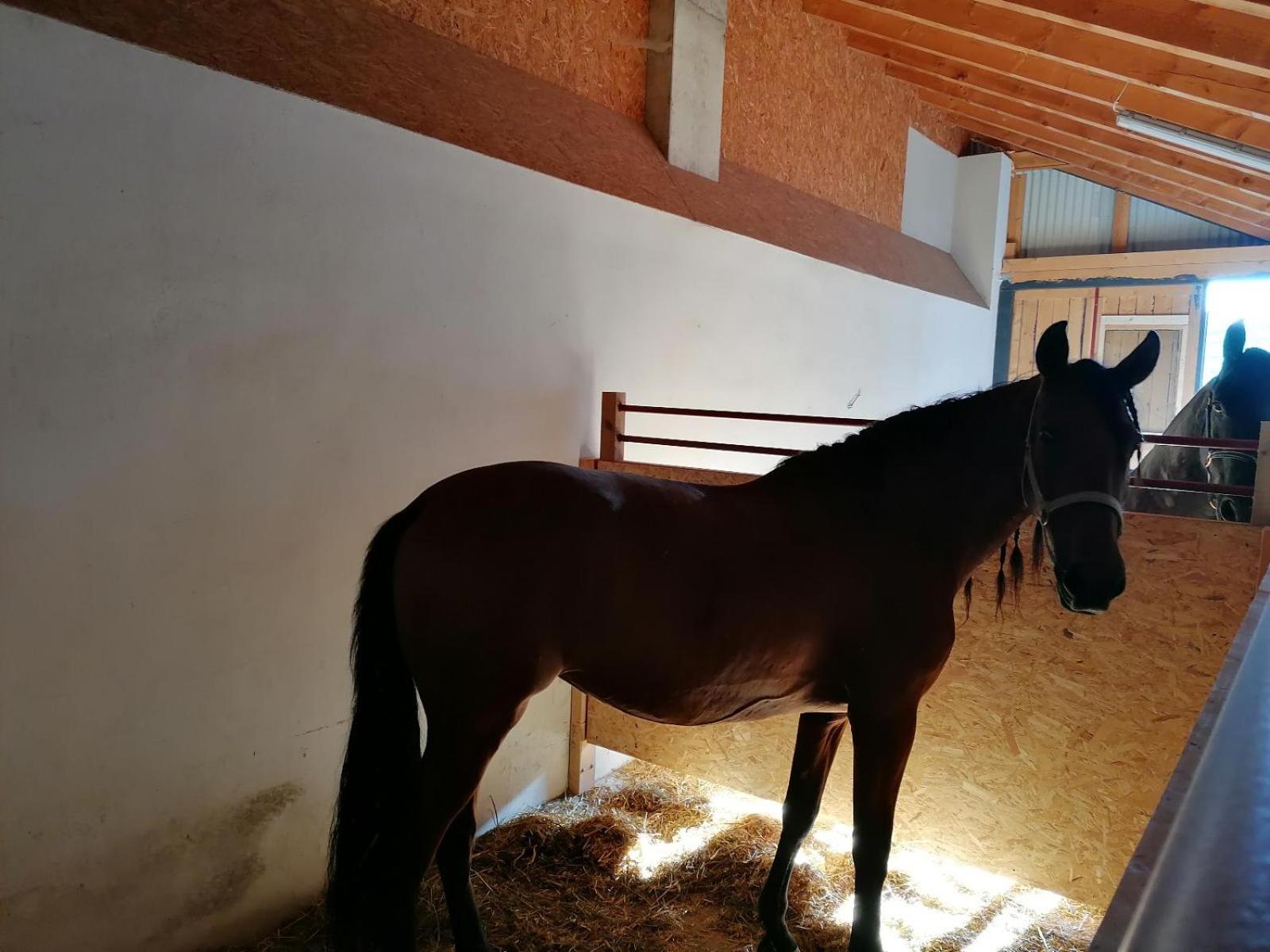 Wild Life Ranch Vila Schöfweg Exterior foto